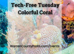colorful coral in a coral reef